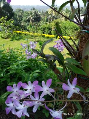 Drip irrigation