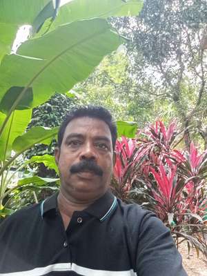 thamib