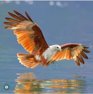 Sree