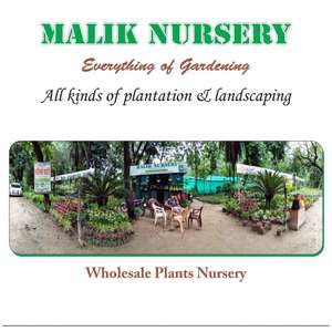 Malik