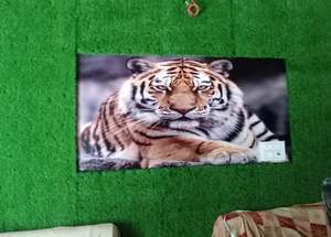 Aman