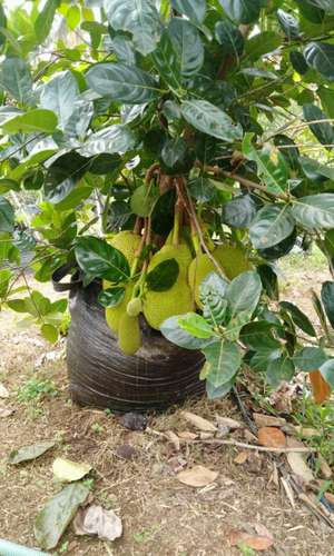 Ratheesh
