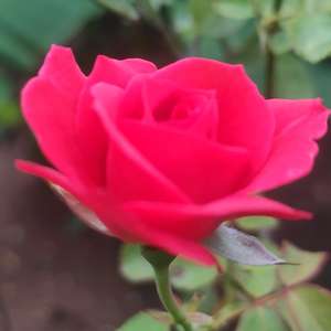 Dhanaksharas World