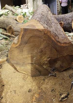 nadan wood seller