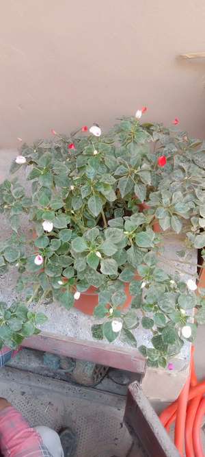 Lekhraj Kodali 