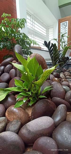 Nellikkal 