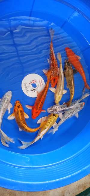 koi keepers  VGA