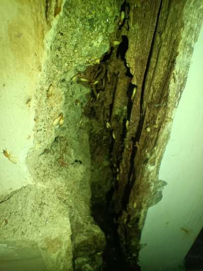 Termite attack @door frame.. Todays work site @kottayam
For termite treatment call us @8089618518