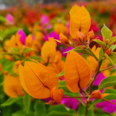 #bougainvillea #FlowerGarden #flowerplants #mulamoottilgardens #outdoorplant