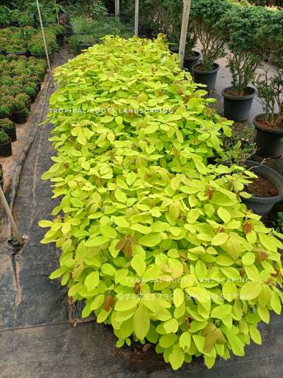 ornamental plants#landscaping#gardening#tropical roots landscaping#9747927921