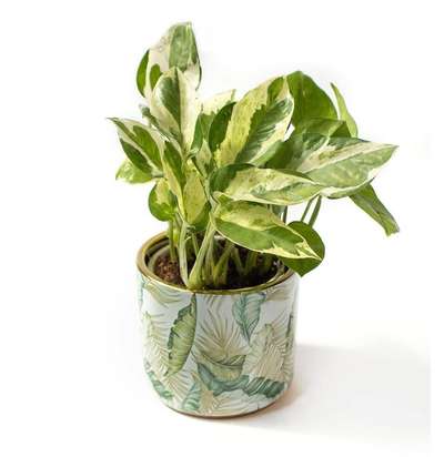 ceramic pot & plant(shop now)
 #https://potpalace.online