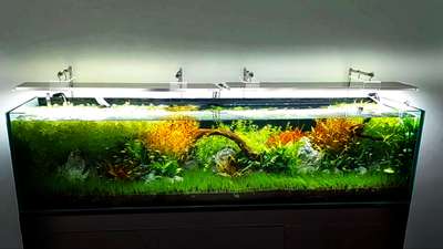 HI tech planted aquarium  #fishtank  #plantedetank  #aquarium  #partitionwall  #Cabinet  #fish