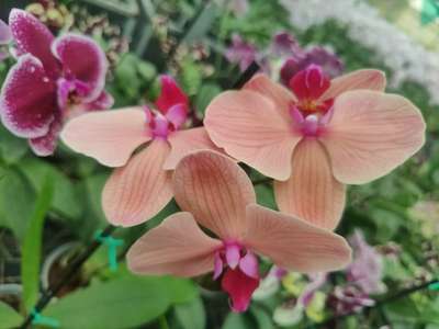 #orchiddesigns 
#orchids 
#mulamoottilgardens 
#mulamoottilgardens #mulamoottilagrotraders 
#nilamel #kilimanoor #trivandruminterior #trivandrumbuilders #9605630061 #wholesale #flowers #IndoorPlants