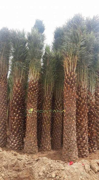 dates palm , available /wholesale rate