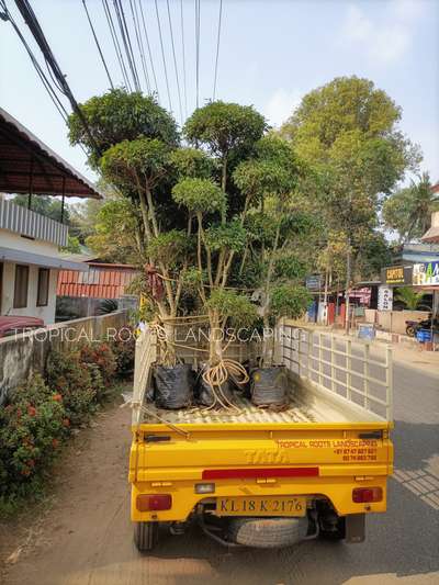 on the way to deliver topiary fancy plants #tropical roots decor plants&landscaping+91 9747927921,9074983788