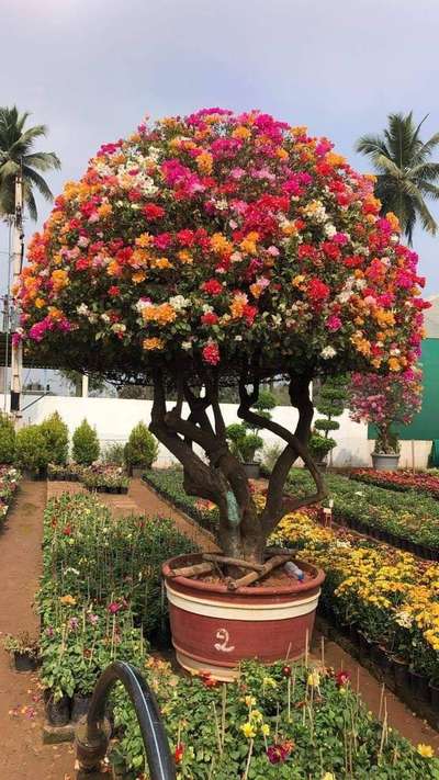 garden work from..eq.. kottayam..9947135881