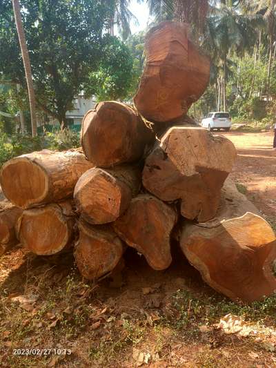 teak wood log for Doors and windows.  #TeakWoodDoors  #WoodenFlooring  #log  #doorframes  #doorshutter  #nilamburteak  #nilamburwood  #nilamburwood  #teakwood  #Teak