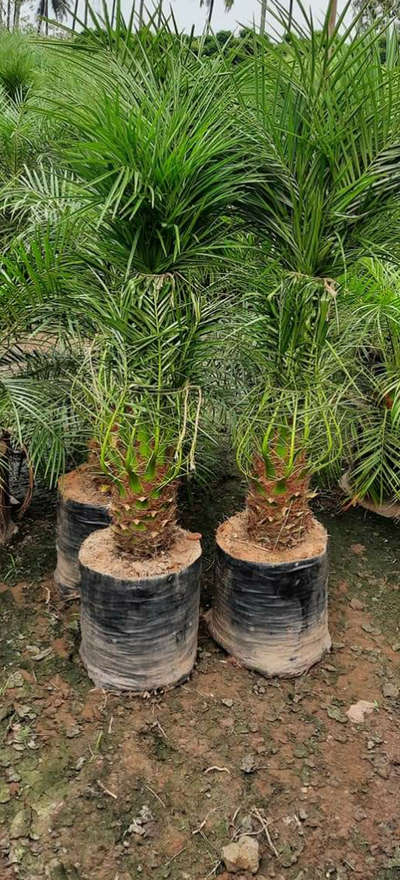 phoenix palm 21*21 and 13*13 Available@AG
