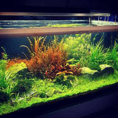 planted aquarium  #fishtank  #aquarium  #fish