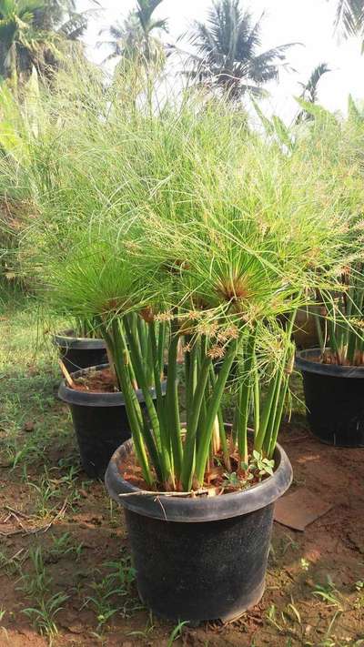 papyrus water plant 12"pot Available@AG