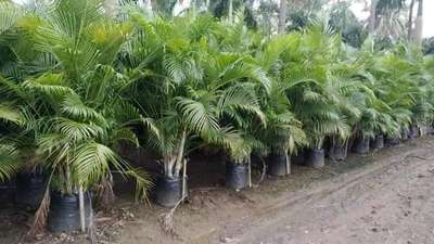 Areca Palm 8*10, 13*13, 14" pot, 21*21 All sizes Available@AG