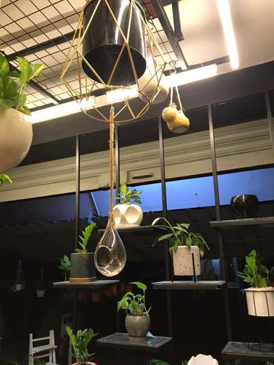 indoor plants 🪴