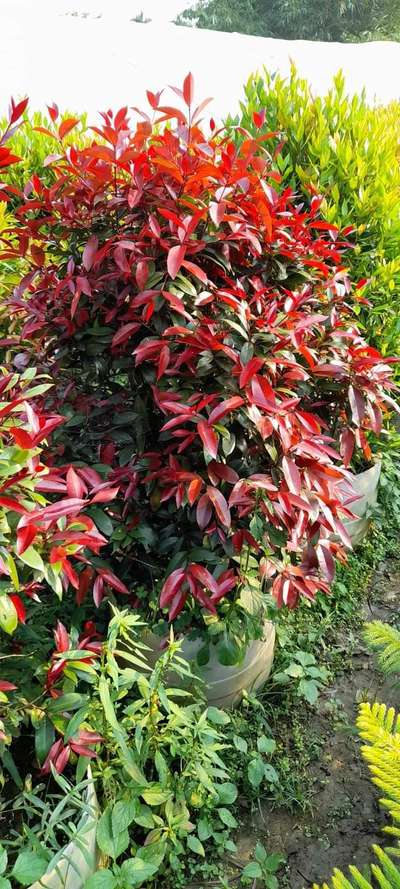 Eugenia Liver red 14" pot Bulk qty Available@AG