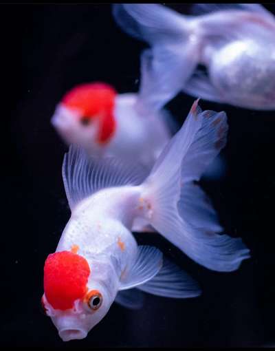 #goldfish #orandagold  #wall_aquarium  #aquascaping  #aquarium #indoorcourtyad  #indoorfountaions #fishtank #fishpond