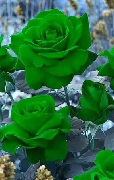 Green Rose at the North Direction of your house, will give you prosperity, piece, and progress .
