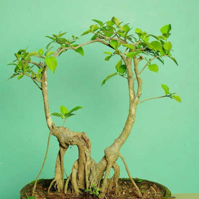 # bonsai