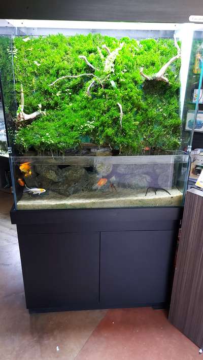 aqua terrarium  #aquarium  #terrarium  #fishtank  #fish