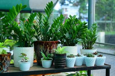 Indoor plants #stand  #outdoorplant