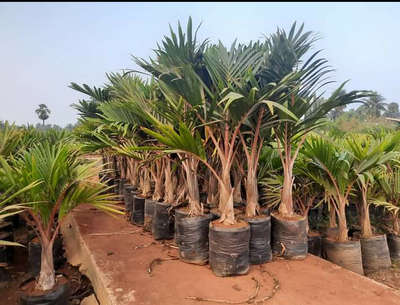 Champine palm  21*21 Available @AG
