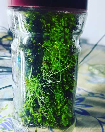 This is a vertical moss wall in a closed bottle, an excellent ecosystem for your office desk. #terrarium #VerticalGarden #vertical #mosswall #mossart #moss