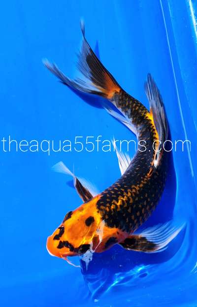 Beautiful Koi from our farm collection.