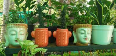 Indoor plants with ceramic pot