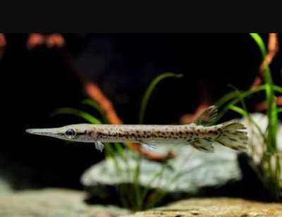 Aligater Gar 6 inch size
 #monsterfish  #aligatergar  #ornamentalfishes  #wall_aquarium  #aquarium
