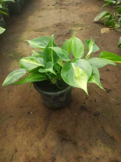 philodendron Brazilian available BULK Qty @AG. visit our nursery.