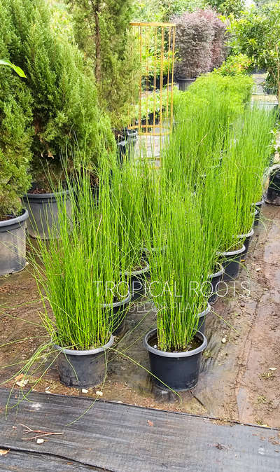 water plants #water bamboo #tropical roots landscaping 9747927921,9074983788
