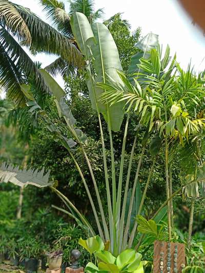 travellers palm giant size #IndoorPlants #LandscapeIdeas #LandscapeGarden #mannuthy