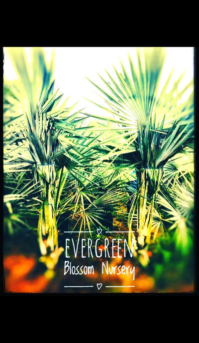 #tree http://www.evergreenblossom.com/
#natural #LandscapeGarden #oxigenplants