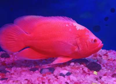 OSCAR FISH
 #oscar_fish   #aquarium  #aquascaping  #plantedaquariummalayalam  #ornamentalfishes