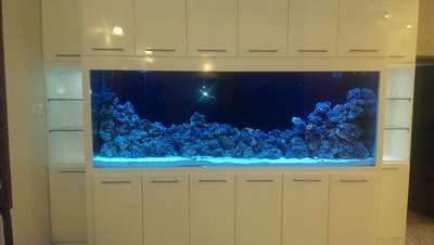 marine aquarium  #seawater  #marinefish  #aquarium