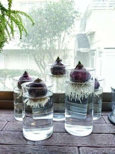 #IndoorPlants
Growing Plants In Jar