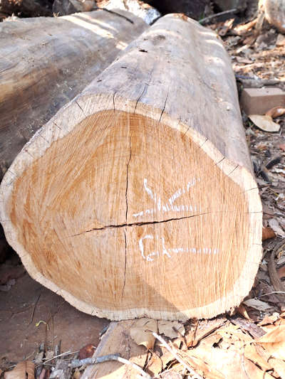 teak wood log #TeakWoodDoors 
 #teakwood  #teakwoodchair  #teakwoodfurniture