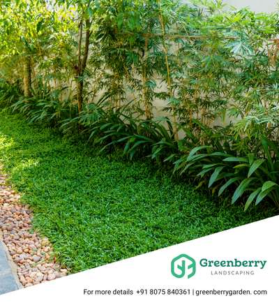 Making beautiful outdoor visions come true! As passionate garden designers, we are dedicated to creating unique green havens that complement what you prefer and flourish with the beauty of nature. Let us create the garden of your dreams!

Contact:
 Greenberry Landscaping
Kerala
Mob :- 8075840361
www.greenberrygarden.com
Email : greenberrygarden@gmail.com

Whatsapp: https://wa.me/918075840361?text=Hi

Instagram: https://www.Instagram.com/greenberry_landscaping?igsh=MXVoeDk2czBxYmNpdw%3D%3D&utm_source=qr

YouTube : https://youtube.com/@greenberrylandscaping4573?si=O9Lxq3LrRPwJpIcC

#landscaping #landscapingdesign #landscapingideas #landscapinglife #landscapingservices #landscapingcompany #landscape #landscapes #landscape_lovers #landscapelovers #landscape_captures #green #greens #greenery