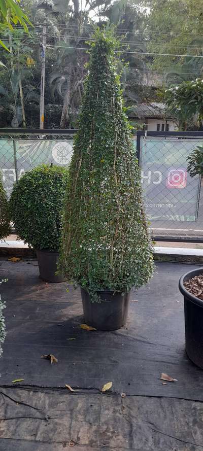 #bonsai