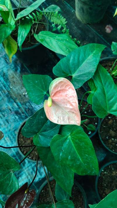 Anthoriyam miniature 180/- # garden #indoor plant #flavoring plant