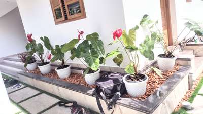 plants arranged #