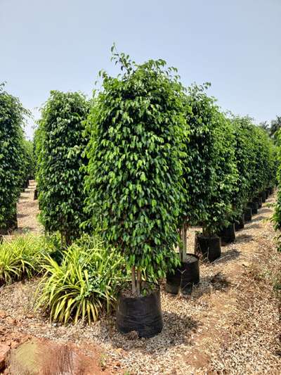 Ficus Black 30*30 New Arrival Limited stock available @AG